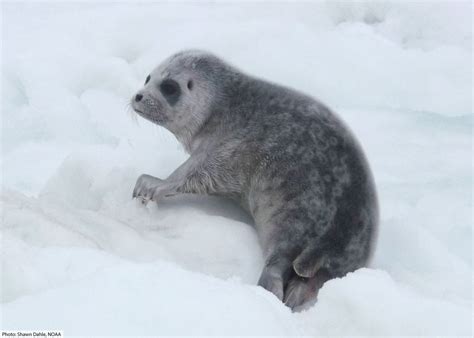 Ringed Seal Facts, Pictures & Information: Discover A Common Arctic Seal