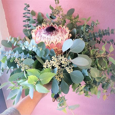 The Strikingly Beautiful And Fluffy Protea Barbigera