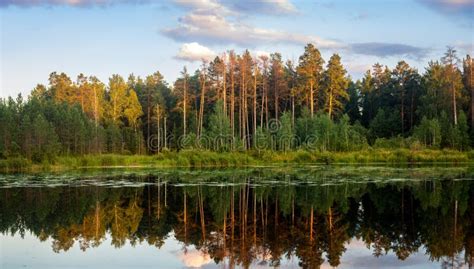 Sommerabendlandschaft Auf Ural See Mit Kiefern Auf Dem Ufer Russland