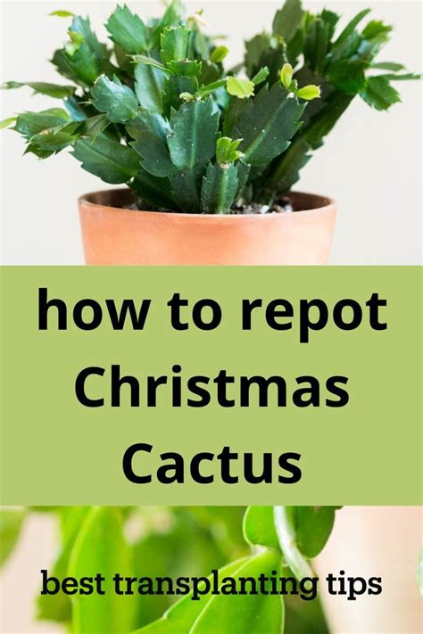 How To Repot Christmas Cactus Best Tips In 2024 Christmas Cactus