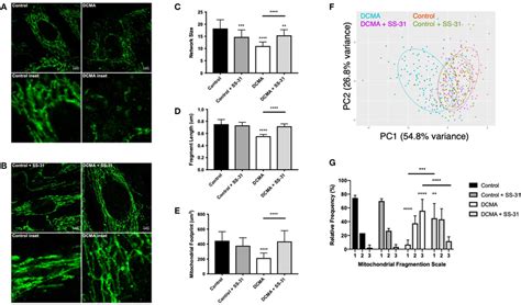 Visualization And Quantification Of Tomm Staining Of Mitochondria