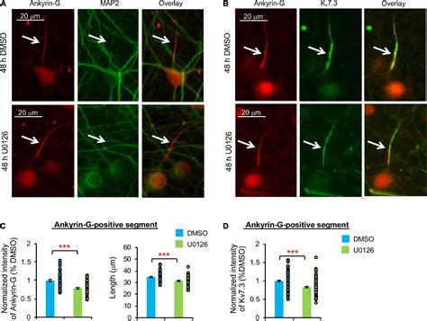 Frontiers Homeostatic Regulation Of Extracellular Signal Regulated