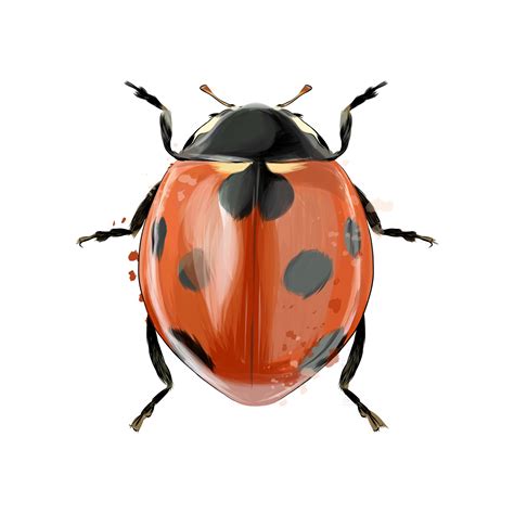 ladybug from splash of watercolors, colored drawing, realistic. Vector ...