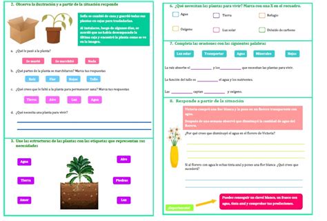 Estructura Y Necesidades De Las Plantas XPPP