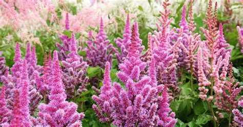 How to Grow Astilbe for Color in the Shade Garden | Gardener’s Path