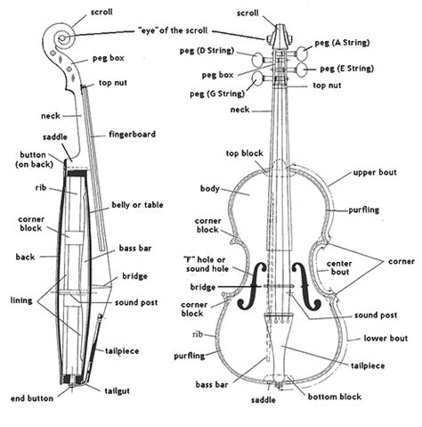 Violin Anatomy Page