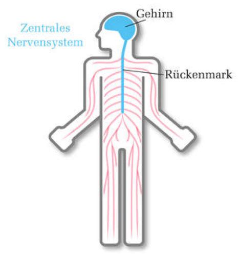 Nervensystem Flashcards Quizlet