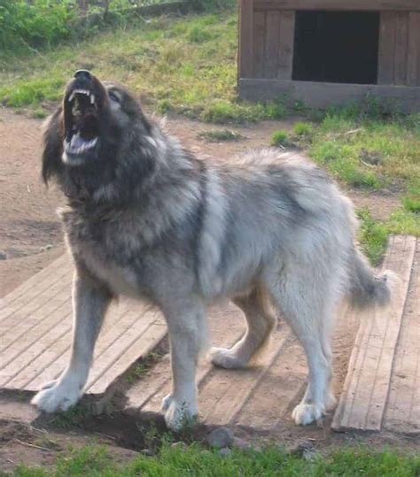 Caucasian Shepherd Dog Temperament (Bold, Ferocious)... BEWARE!!