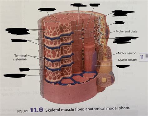 Skeletal muscle fiber model photo Diagram | Quizlet