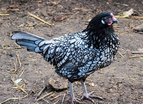 Ancona Chicken: Info, Traits & Care Guide (With Pictures) | Animal World