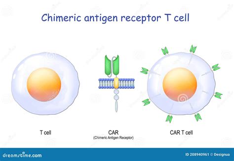 Chimeric Antigen Receptor Binding To Cd Molecules On A Leukemia Cell