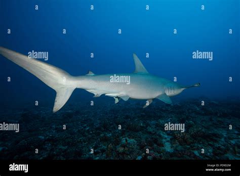 This Angle Of A Scalloped Hammerhead Shark Sphyrna Lewini Shows The