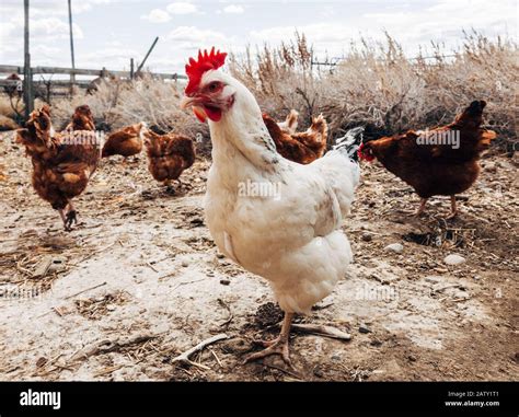 Chickens Hi Res Stock Photography And Images Alamy