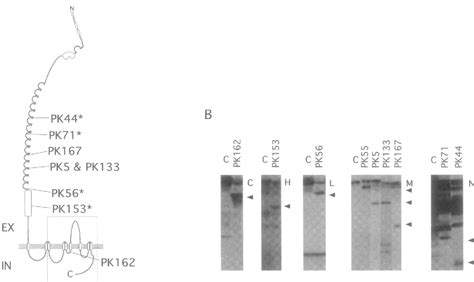 Figure 1 From Mutation Detection In The Repeated Part Of The Pkd1 Gene