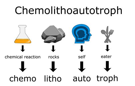 Chemolithoautotroph | FWS.gov