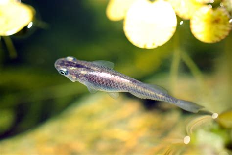 Killifish Care Guide: Fact Sheet, Breeding, & Behavior