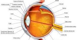 Eyes Vision: What Causes Double Vision?