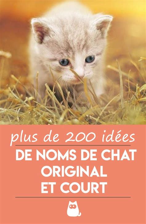 DE 200 IDÉES DE NOMS DE CHAT ORIGINAL ET COURT Noms de chat Chat