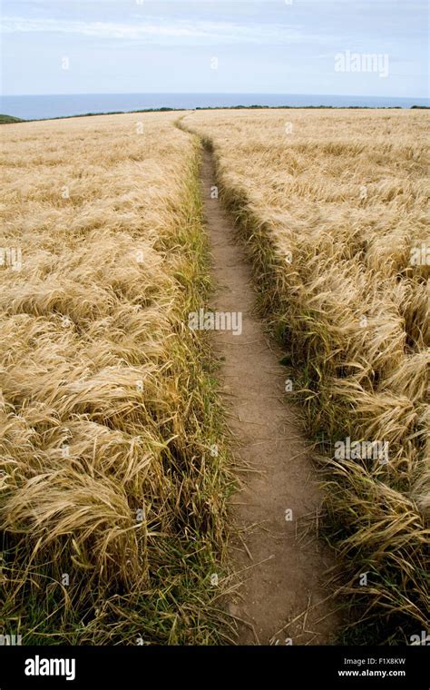 Path Through Wheat Field Stock Photo Alamy