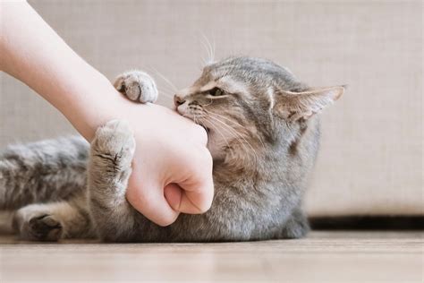 猫が『撫でられたくない』4つのタイミング！ダメなときに触れてしまうと？ ねこちゃんホンポ