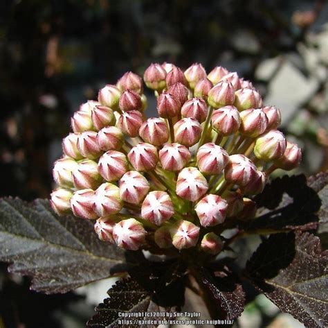 Ninebarks: Plant Care and Collection of Varieties - Garden.org