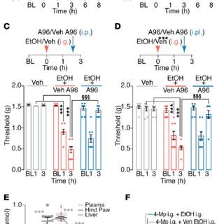 TRPA1 Mediates Mechanical Allodynia Evoked By Intragastric Ethanol In