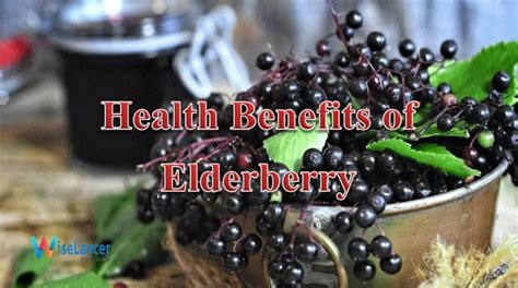 Do You Know The Health Benefits Of Elderberry WiseLancer