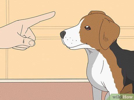 how to train dogs not to bite