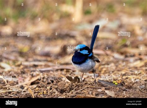 An Adult Male Superb Fairywren Malurus Cyaneus In Its Rich Blue And