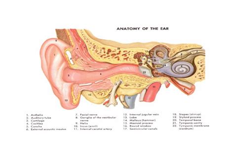 DOCX Gambar Anatomi Ear DOKUMEN TIPS