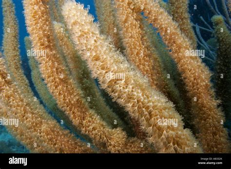 Soft Coral Showing Individual Polyps Florida Keys National Marine