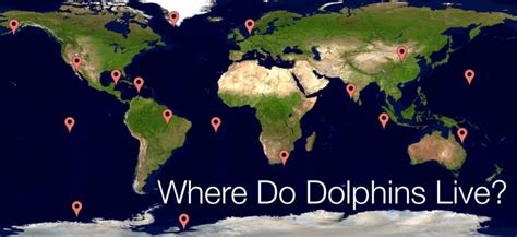 Where Do Dolphins Live Dolphin Facts