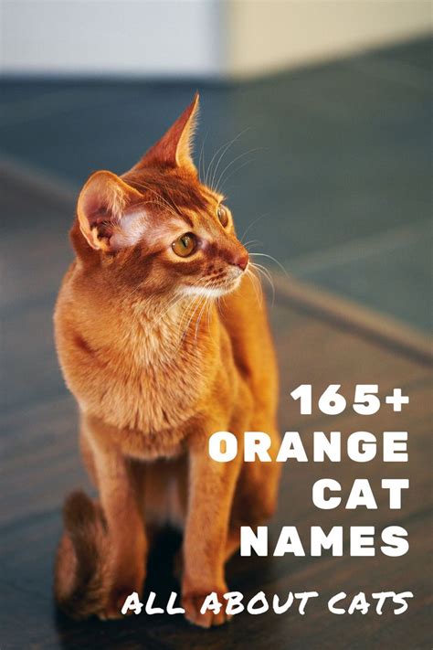 Orange Cats Names Male