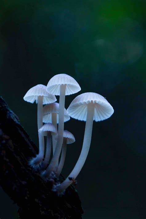 21 Fungi Facts That Fascinate People - Bite Sized Gardening