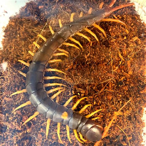 Scolopendra Dehaani Yellow Leg Centipede