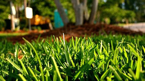 The Best Grass for Florida | Sod University | Sod Solutions