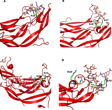 Snapshot Of The Md Simulation Of Pdgf Bb In Complex With The