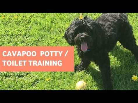 potty train  cavapoo puppy cavoodle house training tips youtube