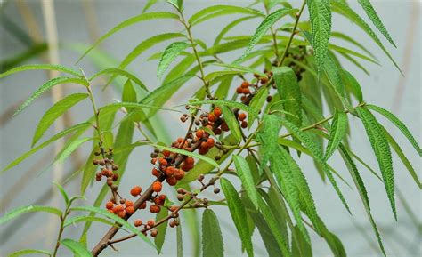 Debregeasia edulis - Debregeasie | FLORA TOSKANA