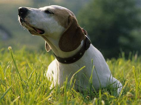 Photos Chien Courant D Istrie Poil Ras Chiens De Race Chien Courant