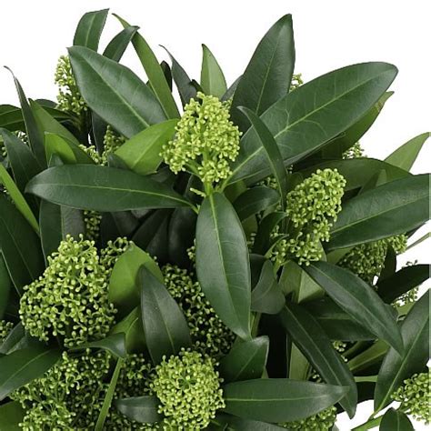 Skimmia Kew Green Cm Wholesale Dutch Flowers Florist Supplies Uk