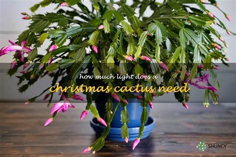 Uncovering The Optimal Light Requirements For Growing A Healthy Christmas Cactus Shuncy