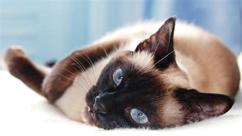 Siamese Cat: Personality and Behavior | Siameseofday