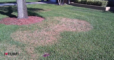 Brown Patch Is A Cool Weather Disease In St Augustine Lawns Apl Pest Control