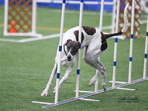 Gallery of Greyhounds in Agility - Greyhound Club Of America