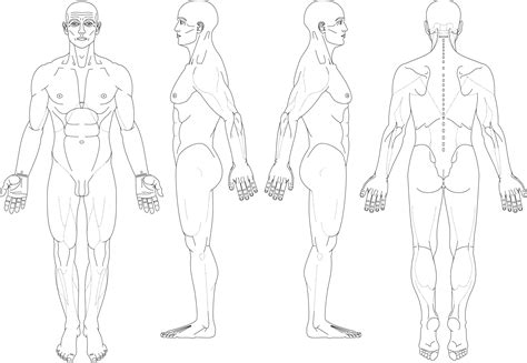 Female Body Diagram Male Female Body Parts Chart Anatomy Posters And