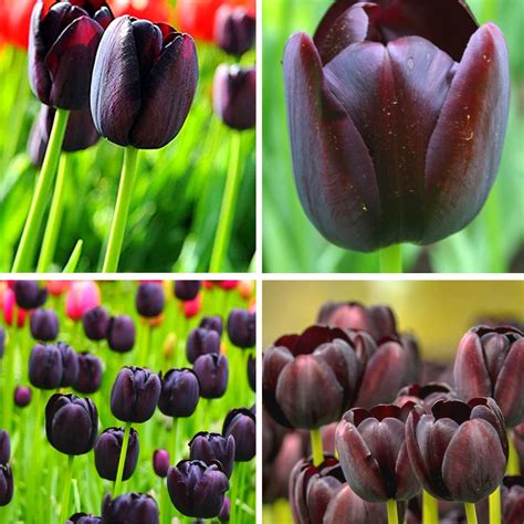 Amazon Black Tulip Bulbs 15 Queen Of The Night Tulip Bulbs