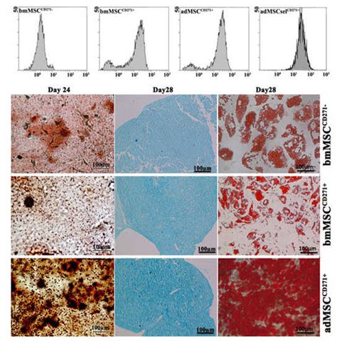 Ijms Free Full Text Potential Effect Of Cd271 On Human Mesenchymal