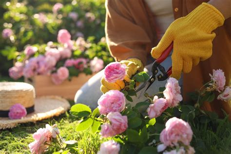 Quand Et Comment Tailler Un Rosier Conseils Et Astuces