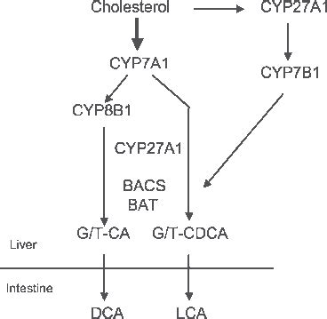 Bile acid synthesis. Cholesterol is converted to two primary bile acids ...